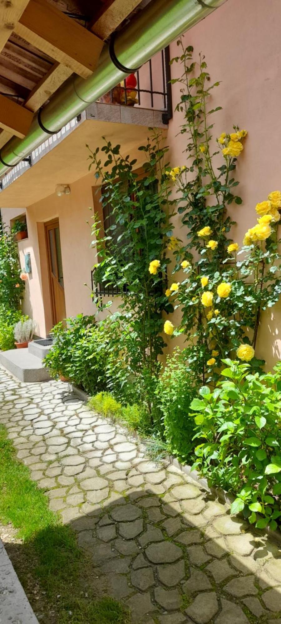 فيلا Casa Iulia & Matei Cîrţişoara المظهر الخارجي الصورة